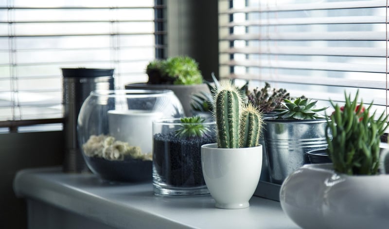 Green Living Advice
